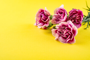 Beautiful colorful carnation flowers