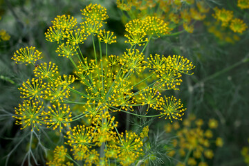 Fresh dill (Anethum graveolens) growing on the vegetable bed. Annual herb, family Apiaceae.  Growing fresh herbs. Green plants in the garden, ecological agriculture for producing  healthy food concept