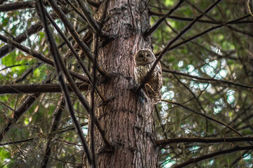 A barred owl stares back curiously from a cedar tree