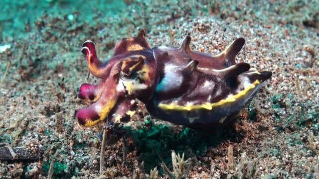 Close up of a flamboyant cuttlefish changin it's color on a coral reef in the Philippines.