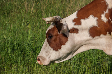 Naklejka na ściany i meble Brown cow in a grassy field on a bright and sunny day. Brown cow in a meadow.