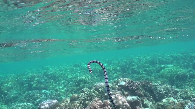 yellow lipped sea snake close up surfacing . A yellow- lipped sea krait swims to the surface to breath and returns underwater swimming over the coral reef.