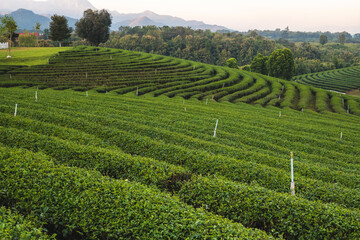 Fototapeta na wymiar Beautiful green tea plantation in the morning at Chouifong Tea Plantation, Chiang Rai Province, Thailand.