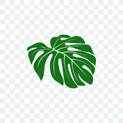 tropical leaves monstera on transparent background