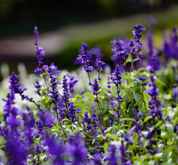 close up of lavender flowers