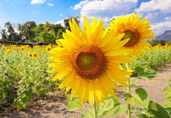 Sunflowers in the field facing direct the sun