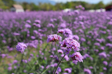 Verbena flower on Verbena field at blurred background