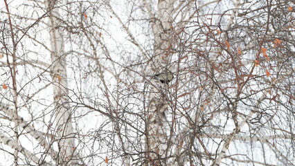 bird on a branch