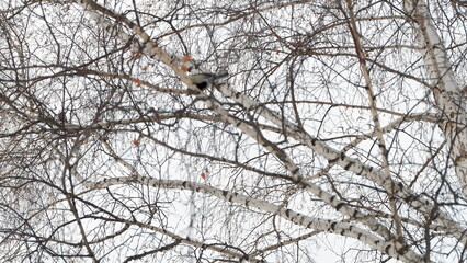birds on a branch