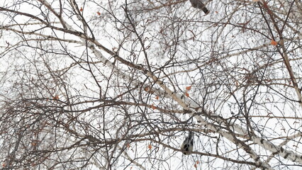 snow covered branches