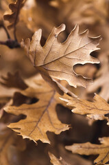 Fototapeta premium Close up of oak leaf with blurred background and bokeh