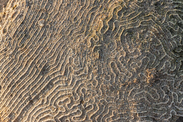Coral Surface Detail