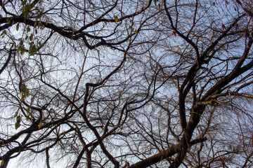 tree branches against blue sky