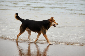 Perro negro caminando en la orilla de una playa