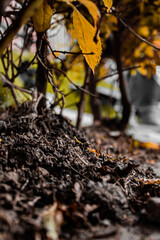 autumn leaves on the ground