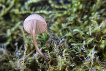 Fairy Mushroom