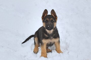 German Shepherd Puppy in the Snow