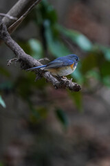 red flanked blue tail in the dark forest