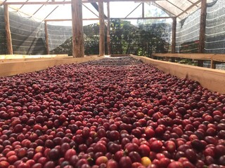 Arameca coffee beans, fresh, still dry