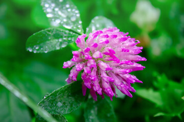 Pink flower in the garden with dew drops. Close-up of a plant in nature