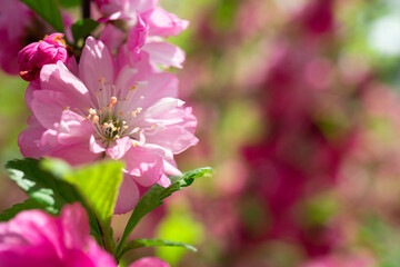 Fototapeta na wymiar Beautiful floral pink background of sakura flowers