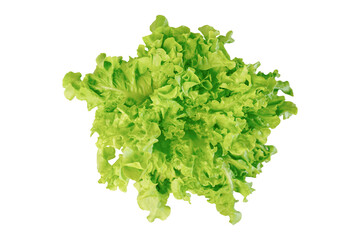 Green oak lettuce isolated on white background with clipping path.