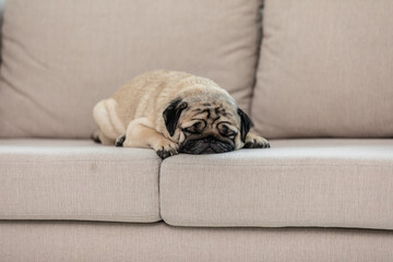 Cute dog pug breed sleep on sofa at home