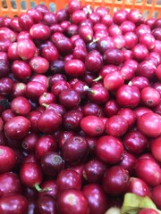 Arameca coffee beans, fresh, still dry