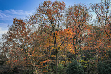 紅葉した森林の木々。秋の風景