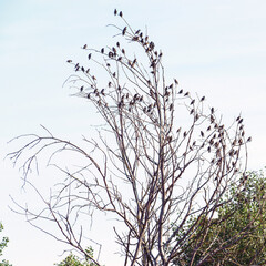 A flock of starlings on a dry tree against the sky.