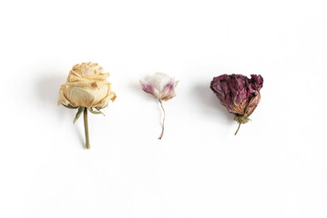 Dried flowers of white rose, orchid and red hibiscus on a white backdrop. Minimalistic background for greeting or invitation card with copy space.