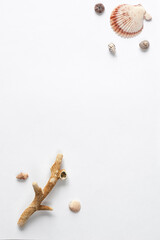 Various shells and corals on a white backdrop. Natural marine theme background with copy space.