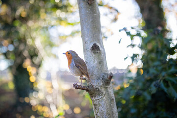 Majestic robin standing on the small branch of a tree