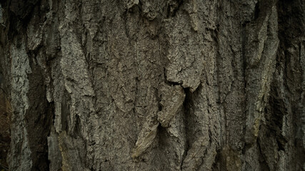 bark of a tree