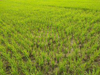 Field Rice Plantation Agriculture Java Indonesia