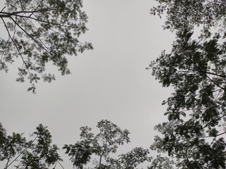 Framing Tree Background Silhoutte Nature