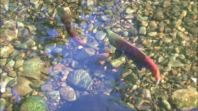 Sockeye salmon spawning