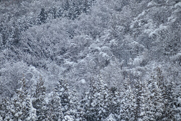 雪景色　冬　大雪　イメージ