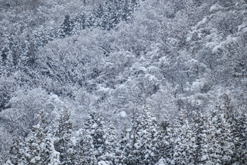 Fototapeta premium 雪景色 冬 大雪 イメージ
