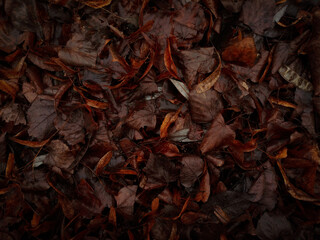 autumn leaves on the ground