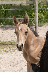 Young newly born yellow foal stands together with its brown mother. Looks over the mare's mane
