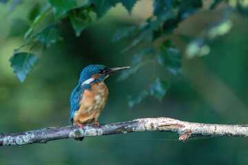 Blue Kingfisher bird, male Common Kingfisher, sitting on a branch, leafs in background