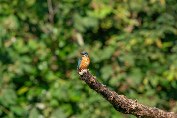 Beautiful blue Kingfisher bird, male Common Kingfisher, sitting on a branch, in front