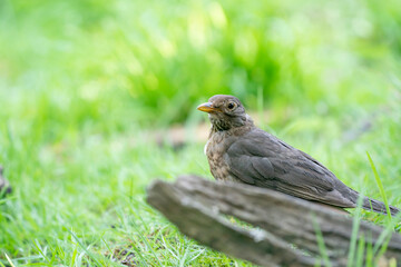 The brown female blackbird sits behind a dead piece of wood in a green lawn. The common blackbird, Turdus merula, seen from the side