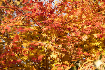 Obraz na płótnie Canvas Natural autumn background with red-orange leaves.