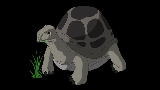 Large grey elephant turtle eating grass alpha mate
