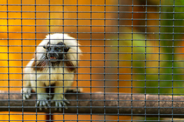 Cotton-top tamarin at a zoo. Crocodylus Park, Darwin.