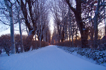 Winter in Sapporo, Hokkaido. A tree-lined road of poplar at dawn.