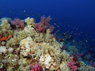 Naklejka na ściany i meble A diverse Red Sea coral reef