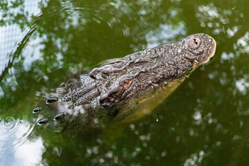 Blind crocodile waiting to be fed. Crocodylus Park, Darwin.